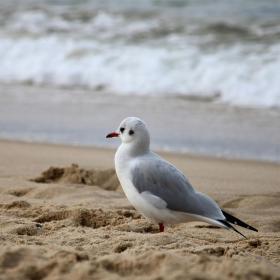 Kostenloses Stock Foto zu brechenden wellen, deutschland, direkt am strand