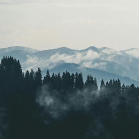 Luftaufnahme Von Kiefern Auf Dem Berg